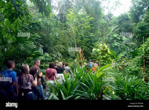 Visitors To The Tropical Rainforest Biome At The Eden Project Cornwall