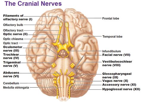 The Cranial Nerve X The Vagus Nerve Anatomy Of The Cranial Nerve X Anatomy Medicine