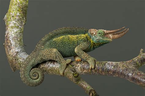Jackson S Chameleon Trioceros Jacksonii Dave Hunt Photography Flickr