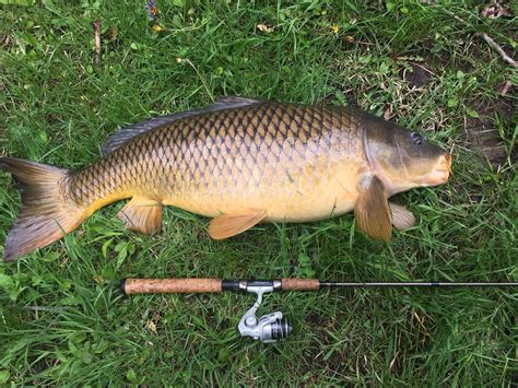 Pond Carp Northeast Ohio Ohio Game Fishing