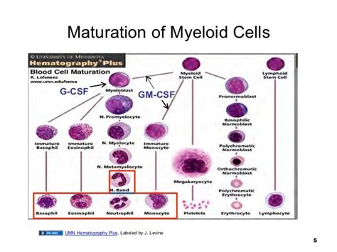 011209 Myeloid Cell Disorders
