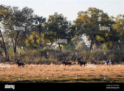 Horseback Safari At Macatoo Okavango Delta Botswana Stock Photo Alamy