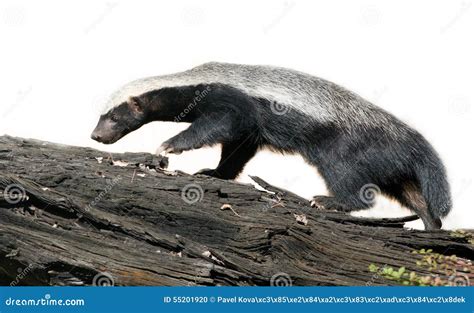 Honey Badger Stock Photo Image Of Animals Cute Mammal 55201920
