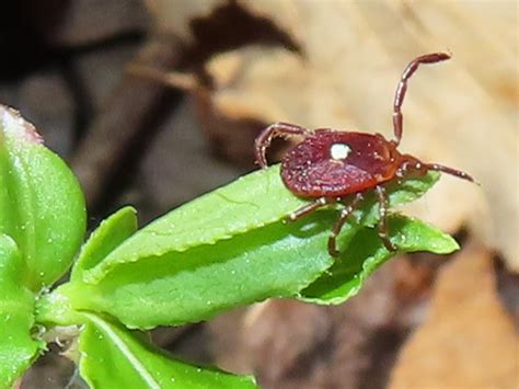 Maryland Biodiversity View Thumbnails Lone Star Tick Amblyomma