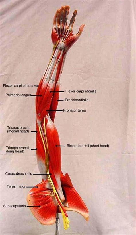 The arm muscles or, to be more precise, the muscles of the upper limb, are all those that are inserted into the bones of the upper limbs in order to give them mobility. somso+arm+muscle+model+labeled | BIOL 160: Human Anatomy ...