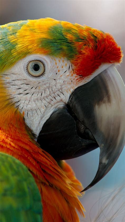 Download Wallpaper 1080x1920 Parrot Macaw Beak Bird Samsung Galaxy