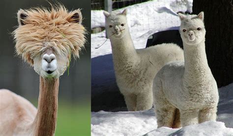 Alpacas And Llamas Differences