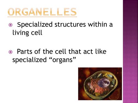 Ppt Cell Organelle S Powerpoint Presentation Free Download Id1763779