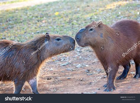 Two Capybaras Sniffing Each Other Stock Photo 1916270171 Shutterstock