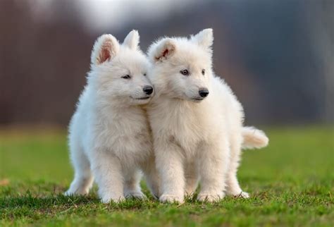 300 White Dog Names For Fluffy Snow White Dogs Marvelous Dogs