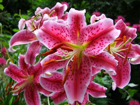 Giant canna wyoming | k. Stargazers | Sherry's Place