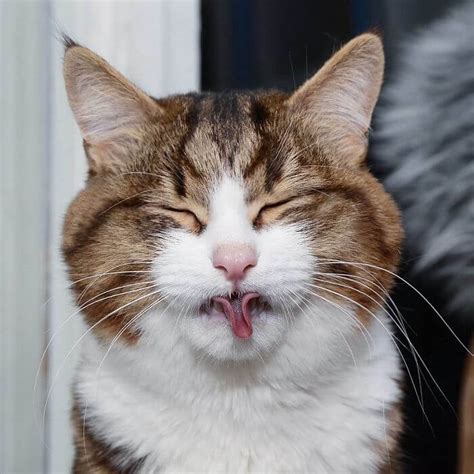 Cute Cat With A Mobility Problem Amazes The World With Funny Facial