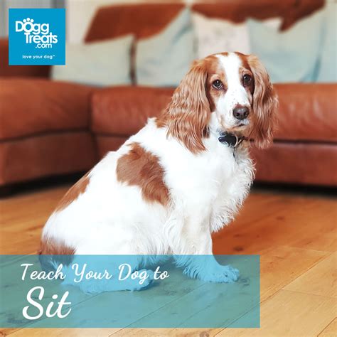 Teach Your Dog To Sit Every Time In 10 Easy Steps Doggtreats Dog