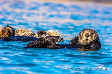 See Otter Sea Otter Morro Bay California Wilde Weite Weltde