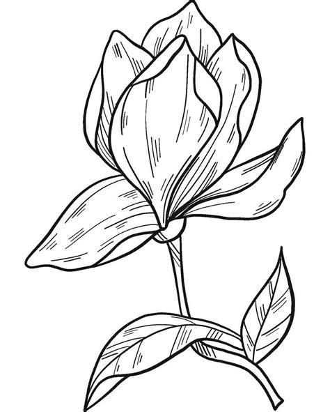 Top 26 Printable Magnolia Coloring Pages - Online Coloring Pages