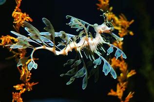 Image result for seadragon