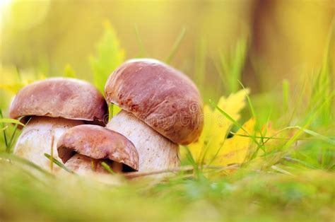 White Mushrooms In The Woods On A Background Of Leaves Stock Image