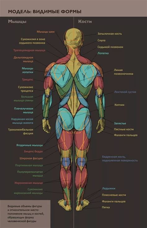 анатомия человека мышцы для художников 10 тыс изображений найдено в