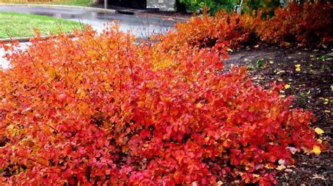 Your Fall Landscape Is Boring If You Dont Know About These 8 Plants