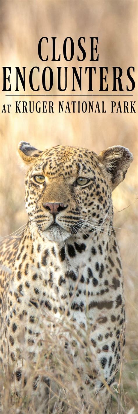 Two Ways To See Africas Big Five At Kruger National Park Kruger