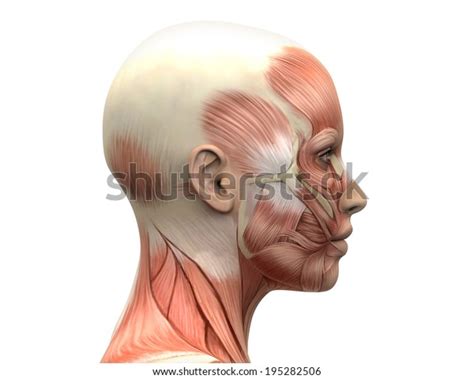 Head Muscle Diagram