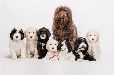 Meet The Barbet Dog Breed American Kennel Club Akc Breeds Hip