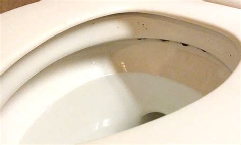 What Does Mold In Toilet Look Like Best Design Idea