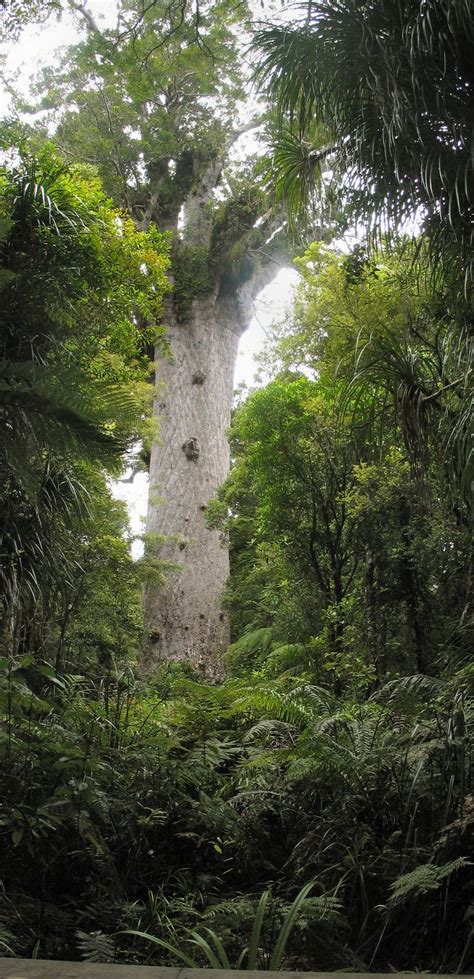 Tane Mahuta God Of The Forest Largest Living Kauri