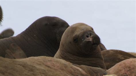 Meet The Walrus Kids Youtube