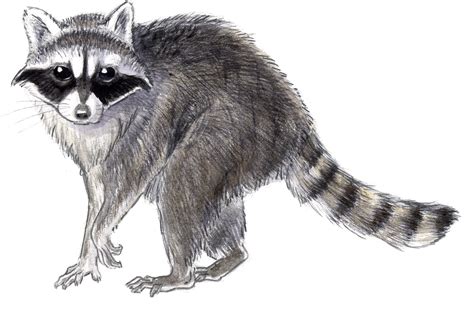 Raccoon Face Drawing At Explore Collection Of