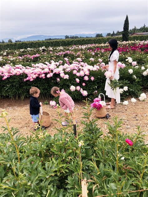 Trip To The Peony Farm Pink Peonies By Rach Parcell Country Garden