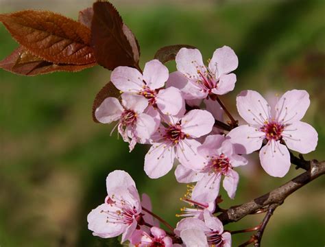 19 Types Of Flowering Trees To Embellish Your Beautiful Garden