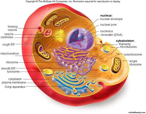 Cell Physiology Pptx دعلياء Muhadharaty