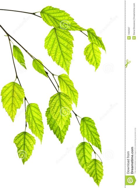 Branch With Green Leaves Stock Image Image Of Tree Closeup 7402507
