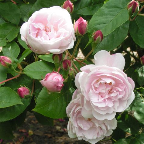 Blush Noisette Climbing Roses For Shade Summer Flowers Pink Flowers