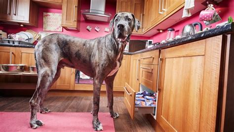 From Runt To Guinness Record Freddy Worlds Tallest Dog Dies At 8