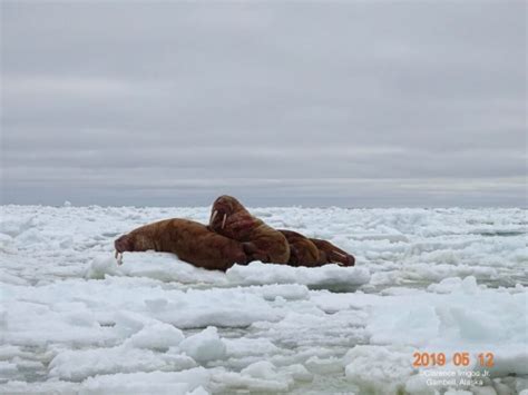 Friday 17 May 2019 Sea Ice For Walrus Outlook Arcus