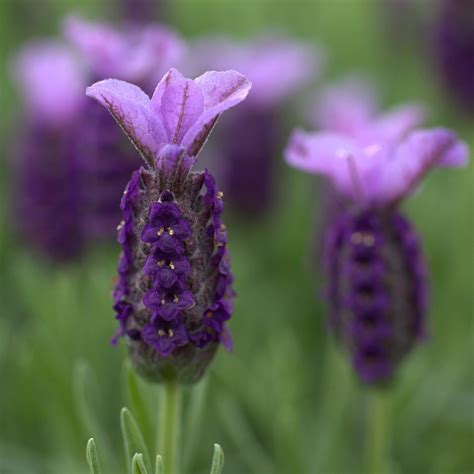 List Of Different Types Of Lavender Plant With Pictures