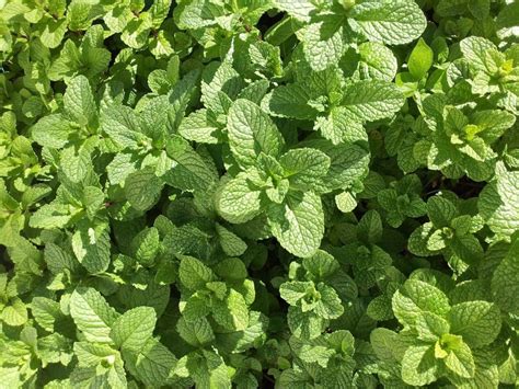 Basil Vs Mint How Do They Compare