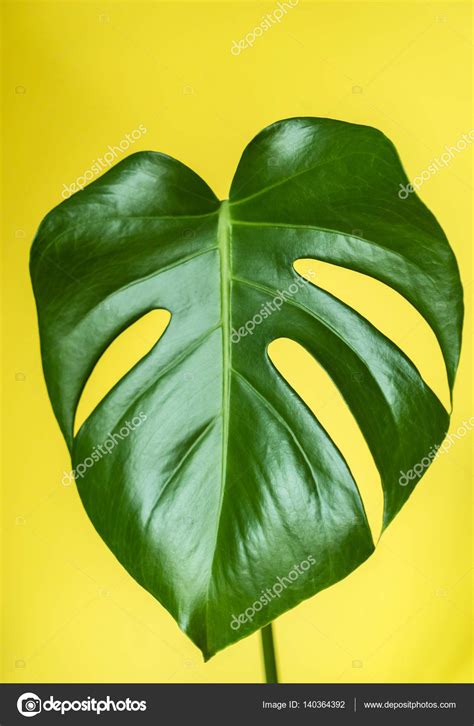 Green Monstera Leaf Stock Photo By ©shebeko 140364392