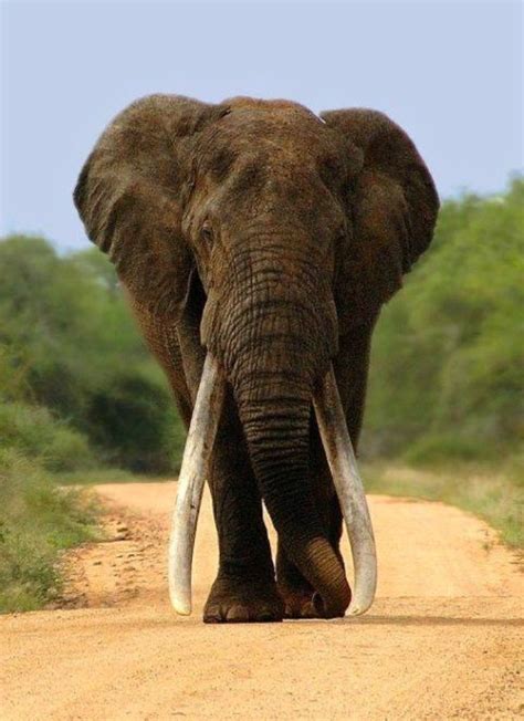 This Elephant In The Kruger National Park South Africa Is Believed To Have The Longest Tusks