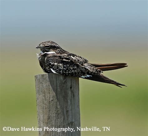 Birding Trails Tennessee Wildlife Resource Agency Common Nighthawk