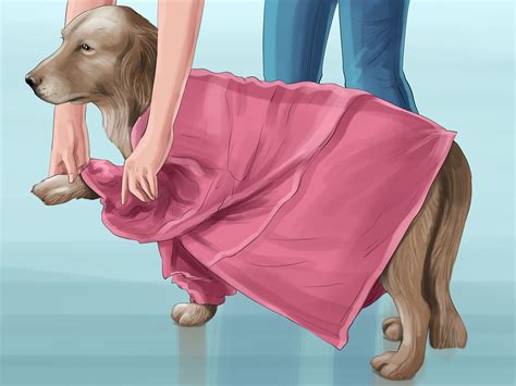 How to Use Coconut Oil for Flea and Skin Treatment on Dogs