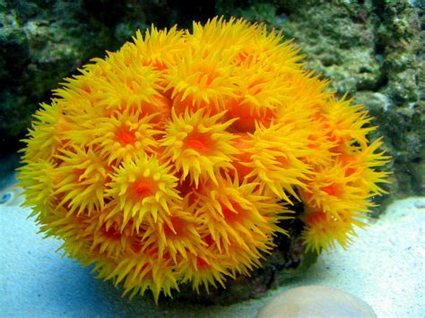 Genesis Nature Blog Coral Reef Habitats