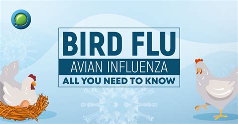 Bird Flu Avian Influenza All You Need To Know