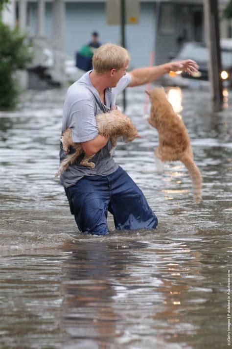 Dont Forget About The Animals During Flooding Gagdaily News