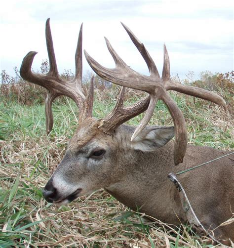 Deer Hunting Ohio Guardsman Tags Quadruple Drop Tine Whitetail