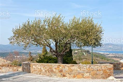 Beautiful Olive Tree Stock Photo Download Image Now French Riviera