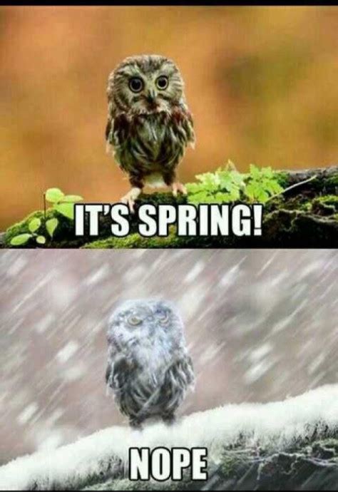 Spring Is Coming — Funny Pictures