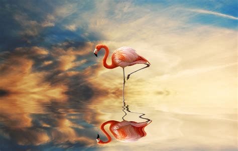 Wallpaper Sunset Reflection Bird Pond Lonely Pink Flamingos